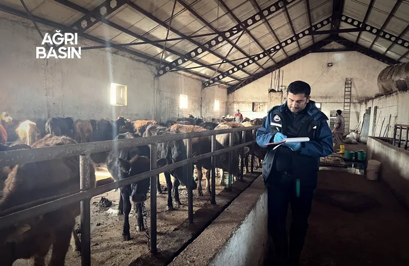 Ağrı’da Şap Aşılaması Sürüyor: Hayvan Borsası Açıldı mı?