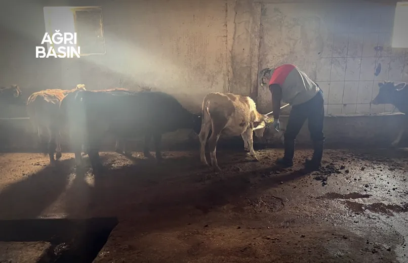 Ağrı’da Şap Aşılaması Sürüyor: Hayvan Borsası Açıldı mı?