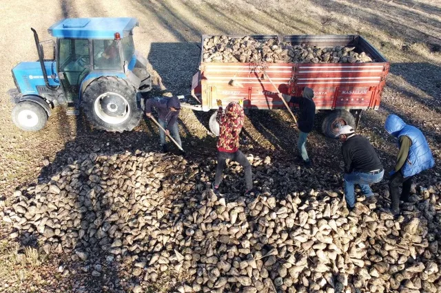 Tarladan Sofraya Şeker’in Yolculuğu