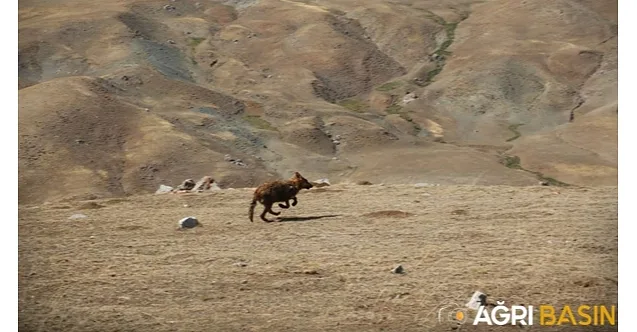 Ağrı’da Bulunan 4 Kurt Yavrusu Tedavileri Ardından Doğaya Bırakıldı