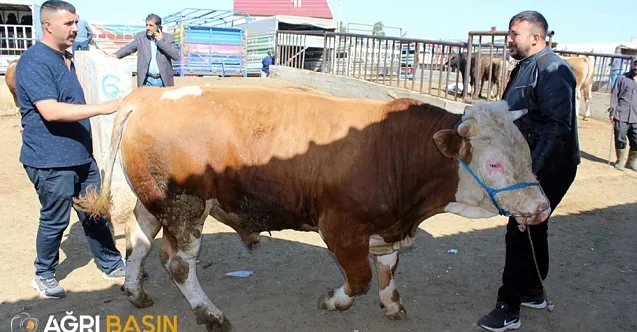 Yaklaşan Kurban Bayramı Öncesi Ağrı’da Hayvan Pazarında Hareketlilik başladı