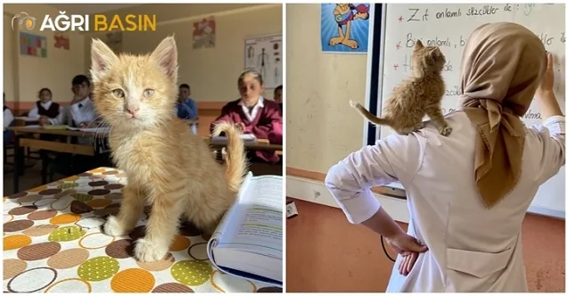 Diyadin’de Okul Öğrencilerin sahip çıktığı yavru kedinin yuvası oldu
