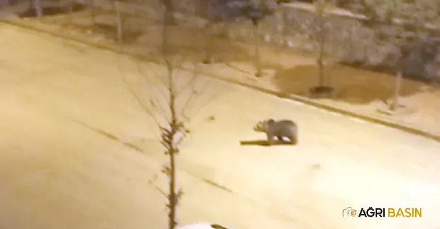 Doğubayazıt’ta şehir merkezie Ayı indi