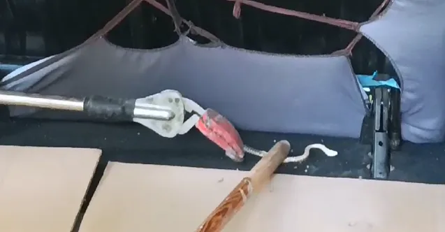 Ağrı’da Araca Sıkışan Yılan Kurtarıldı