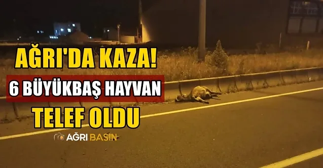 Ağrı’da yaşanan kazada 6 büyükbaş hayvanlar telef oldu