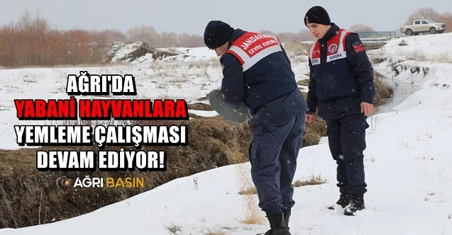Ağrı’da Yaban Hayvanlarına Yemleme Çalışması devam ediyor