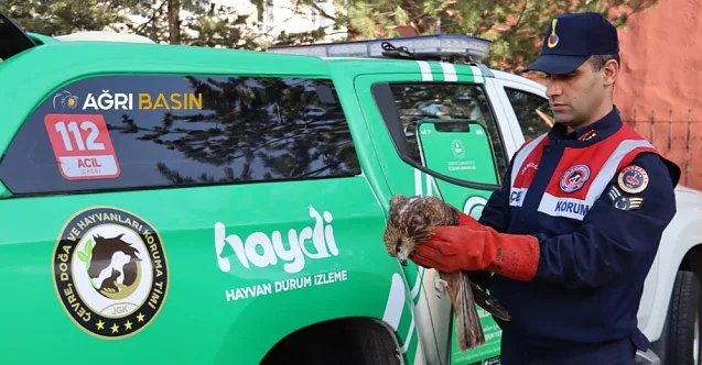 Ağrı Doğubayazıt’ta yaralı bulunan şahin tedavi altına alındı