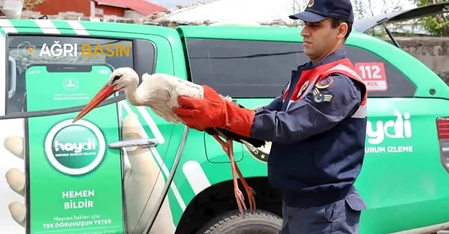 Ağrı’da Yaralı Bulunan Leylek Tedavi Altına Alındı