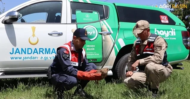 Ağrı’da Yaralı Şahin Kurtarıldı: Doğaya Geri Salınacak