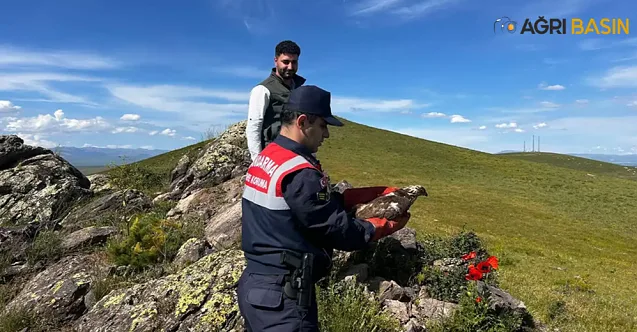 Ağrı’da Kurtarılan Şahin: Doğaya Geri Bırakıldı