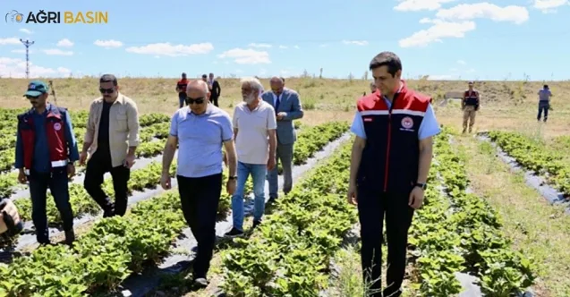 Ağrı’da “Çileğe Dokunuş Projesi” ile Yüksek Verim