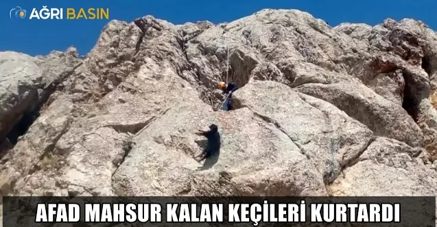Ağrı’da Mahsur Kalan Keçiler AFAD Tarafından Kurtarıldı