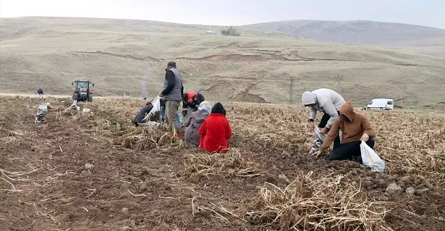 Mor Patates Üretimi Ağrı Tarımına Yenilik Getirdi