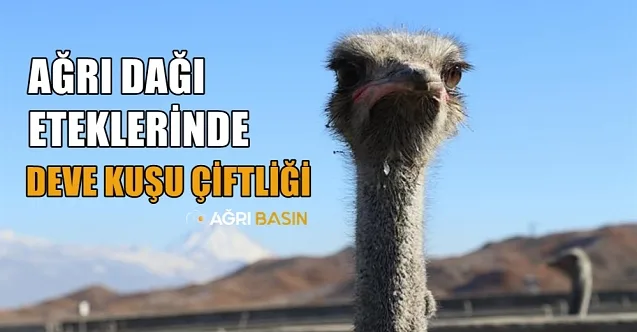 Ağrılı Girişimci Köyünde Deve kuşu Çiftliği Kurdu
