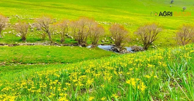 Ağrı’da Bahar Doğayı Kartpostala Çevirdi