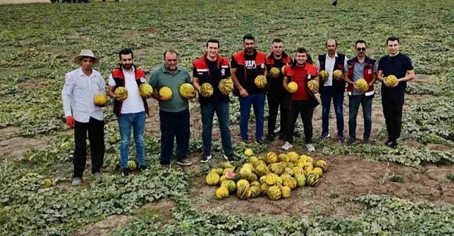Ağrı’da Kavun Hasadı Başladı