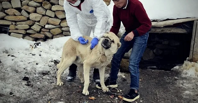 Diyadin’de Köpeklere Kuduz Aşısı Seferberliği