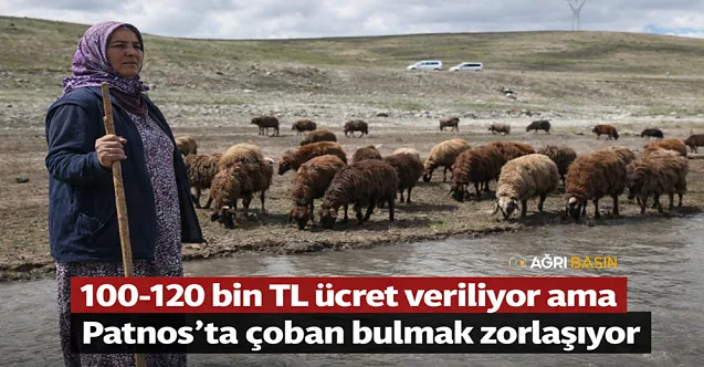 Patnos’ta Yüksek Maaşa Rağmen Çoban Bulunamıyor