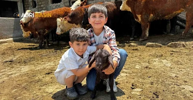 Ağrı’da Etçi Irk Hayvancılığa Devlet Desteği