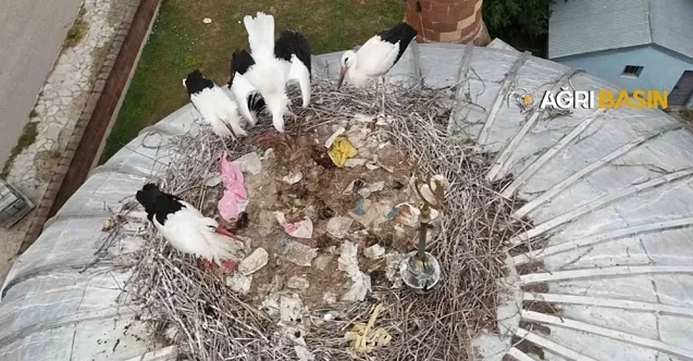 Patnos’ta Leylekler Bu Yıl Temmuz Ayında Yuvalarına Döndü