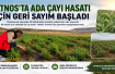 ​​​​​​​Patnos’ta Ada Çayı İçin İlk Hasat Heyecanı