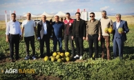 Ağrı’da kavun hasadı başladı: Tarlalarda bereket zamanı