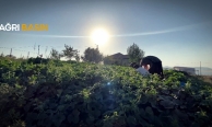Patnos köylerinde yaz bereketi sofralara taşınıyor
