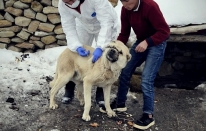 Diyadin’de Köpeklere Kuduz Aşısı Seferberliği