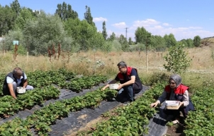 Ağrı’da yüzde 75 hibeli çilek projesi yüz güldürdü