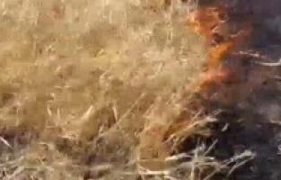 Savcı Sayan'a Ait Arazide Yangın!