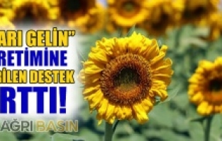 Ağrı'da Ayçiçeği Üretimine Verilen Destek Arttı!