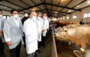 Vali Dr. Osman Varol Etçi ve Kombine Irkların Yaygınlaştırılması Projesine Katıldı