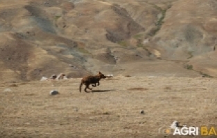 Ağrı'da Bulunan 4 Kurt Yavrusu Tedavileri Ardından Doğaya Bırakıldı