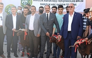 Ağrı'da Yetiştiricilere 150 Adet Damızlık Koç Dağıtıldı
