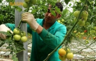 Domates Serası Çalışanları zorlanmalarına rağmen oruçlarını tutuyorlar