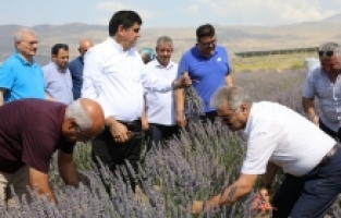 Iğdır Üniversitesi  Bal Ormanı’nda “Lavanta Çayı ve Hasat Etkinliği” düzenlendi.