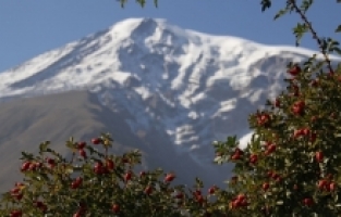 Ağrı Dağı Yamaçlarında Yetişen Kuşburnu Bitkisi, Bölge Ekonomisine Kazandırılacak!