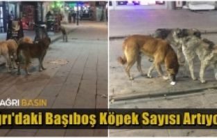Ağrı'daki başıboş sokak köpekleri tehlike oluşturuyor