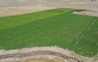 Ağrı'da Devlet Destekli Patates Üretiliyor!