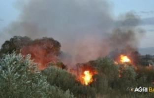 Eleşkirt'te otlukta çıkan yangın Ağaçlara sıçradı