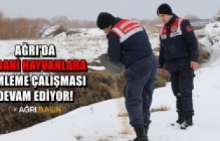 Ağrı'da Yaban Hayvanlarına Yemleme Çalışması devam ediyor