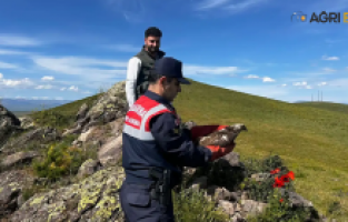 Ağrı'da Kurtarılan Şahin: Doğaya Geri Bırakıldı