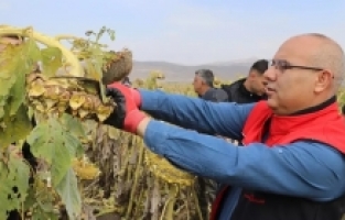 Ağrı'da Ayçiçeği Hasadı Hız Kesmeden Devam Ediyor
