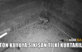 Ağrı'da Beton Kuyuda Mahsur Kalan Tilki Kurtarıldı