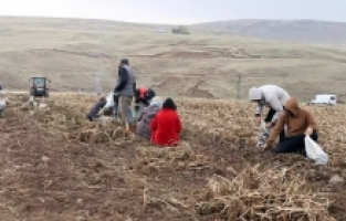Mor Patates Üretimi Ağrı Tarımına Yenilik Getirdi