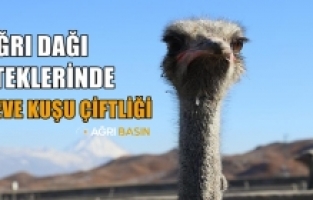 Ağrılı Girişimci Köyünde Deve kuşu Çiftliği Kurdu