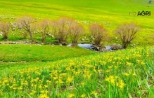 Ağrı’da Bahar Doğayı Kartpostala Çevirdi