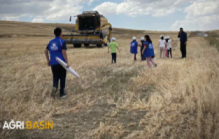 Diyadin’de gençler arpa ve buğday hasadına katıldı