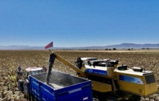 Ağrı’da ayçiçeği üretimi 758 milyon TL kazandıracak