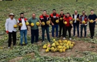 Ağrı’da Kavun Hasadı Başladı